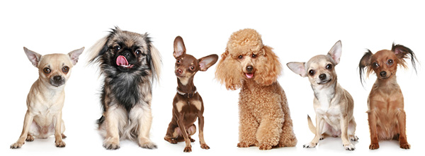 Small Dog Breeds: Perfect Companions for Every Lifestyle