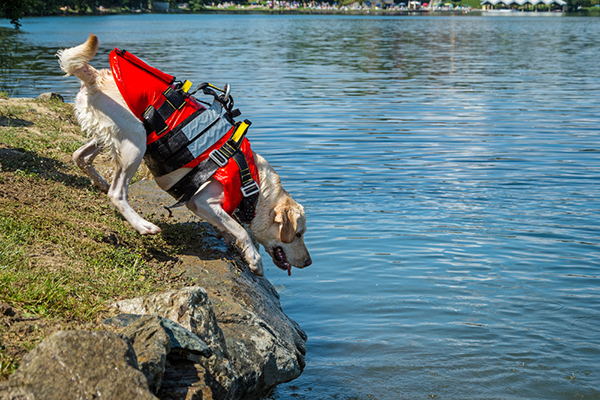 A Guide to Choosing the Best Dog Life Vest: Reviews, Pros, and Cons